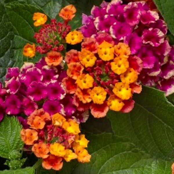 Lantana Cherry Sunrise