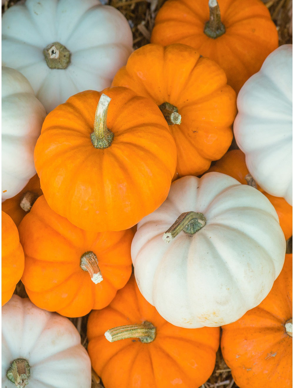 Mini Harvest Pumpkin