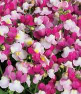 Nemesia Zazzleberry