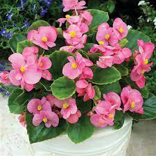 Begonia Bada Bing Pink