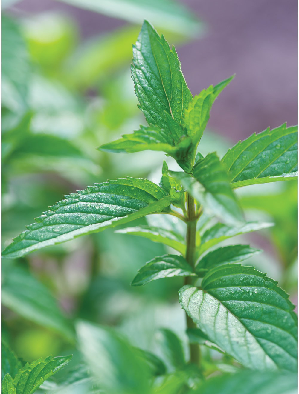 Peppermint