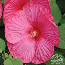 Hibiscus Luna Rose