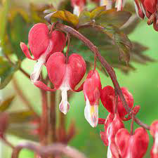 Bleeding Heart Red