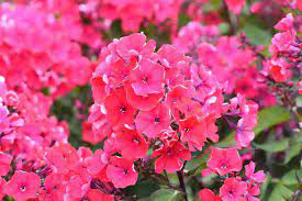 Phlox ~ Tall Garden ~ Starfire