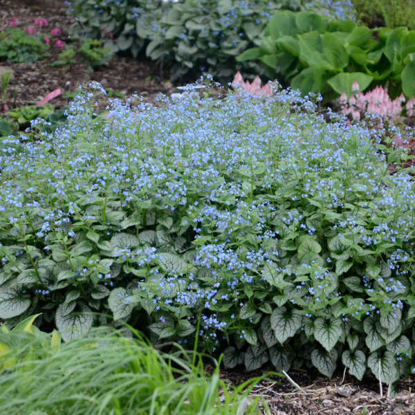 Brunnera Jack Frost