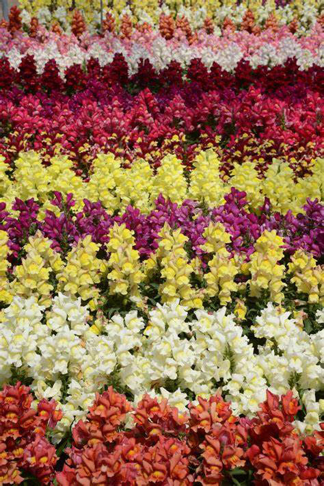 Snapdragon Snapshot Mix