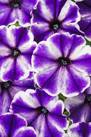 Blue Ice CrazyTunia