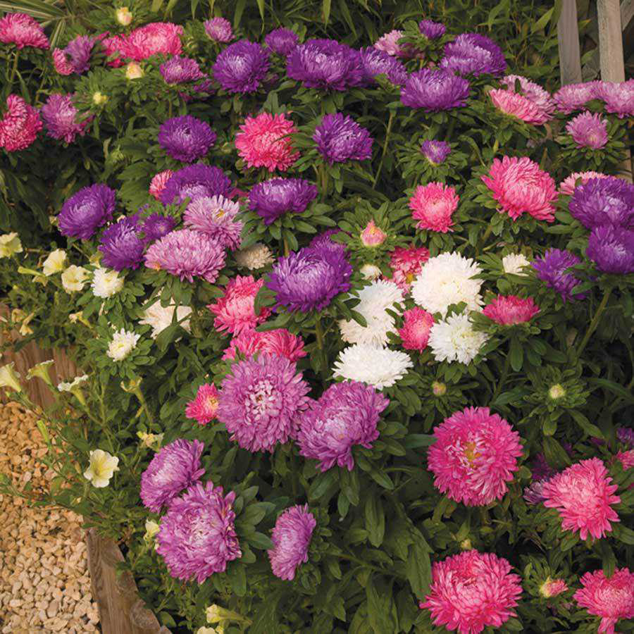 Aster Phantom Spirit