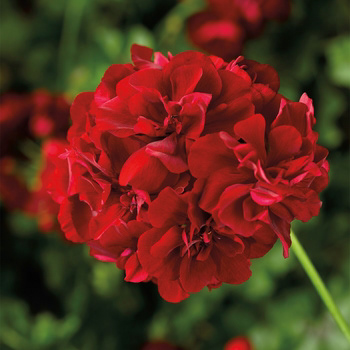 Dark Red
