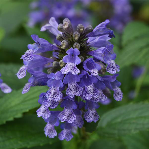 Catmint (Nepeta)