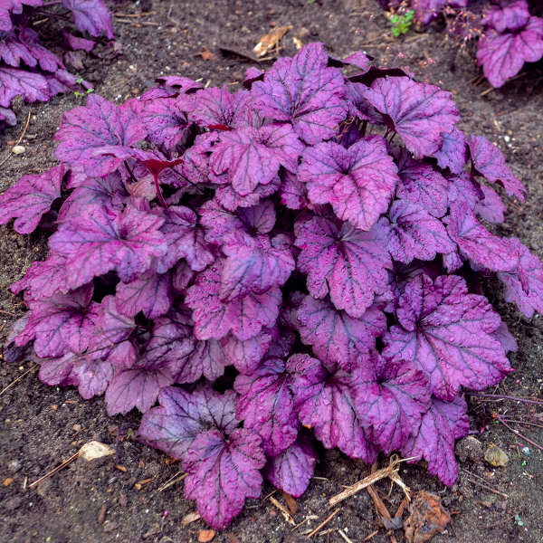 Heuchera Dressed Up Electric Plum