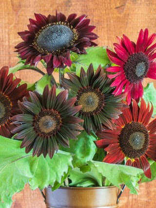 Sunflower Chocolate Cherry