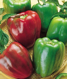 California Wonder Heirloom