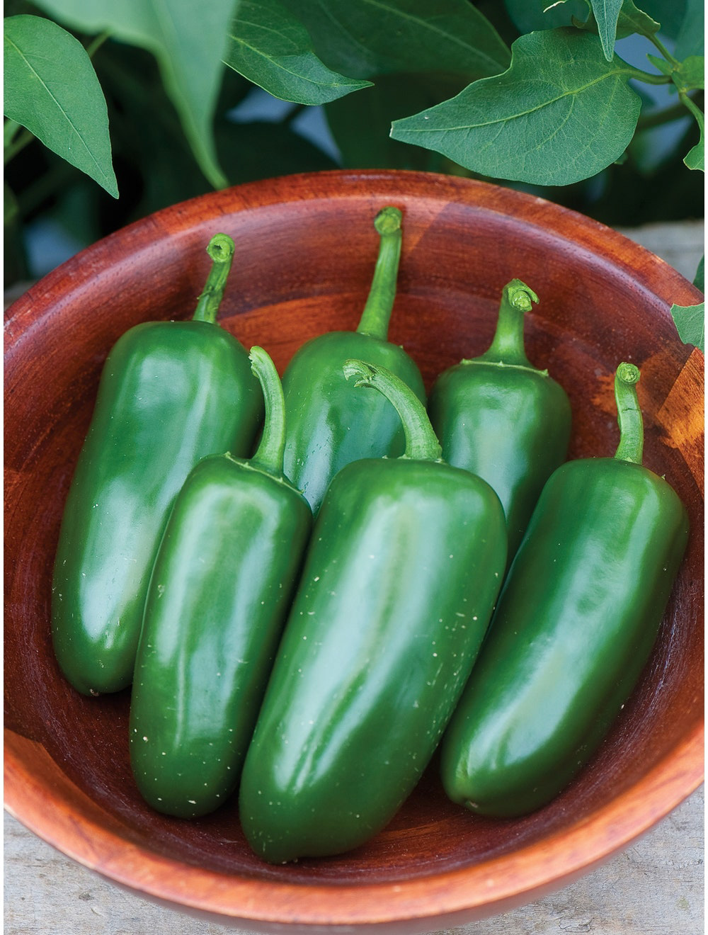 HOT Jalapeno Heirloom