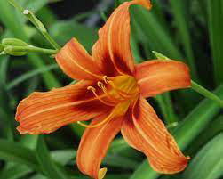 Daylily Rajah