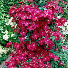 Clematis Ernest Markham