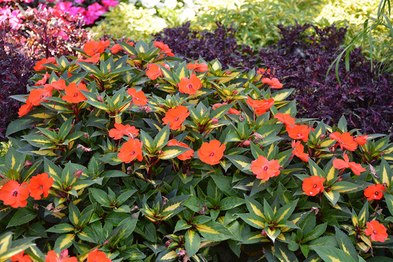 SunPatien Vigorous Tropical Orange