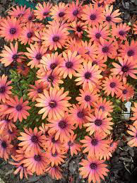 PW Bright Lights Horizon Sunset (African Daisy)