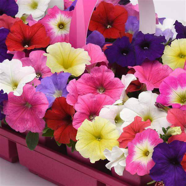 E3 Easy Wave Deja Vu