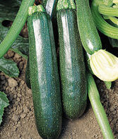 Sure Thing Zucchini (self-pollinating)