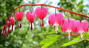 Bleeding Heart (Dicentra) Pink