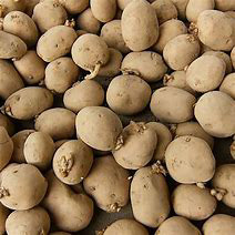 Yukon Gold Seed Potatoes