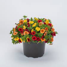 Callie Citrus Fire