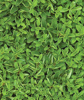 Marjoram