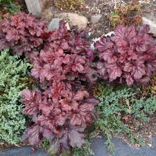 Heuchera Red Dragon