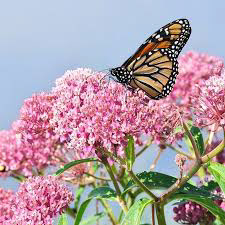 Butterfly Weed (Ascliepias Soulmate)