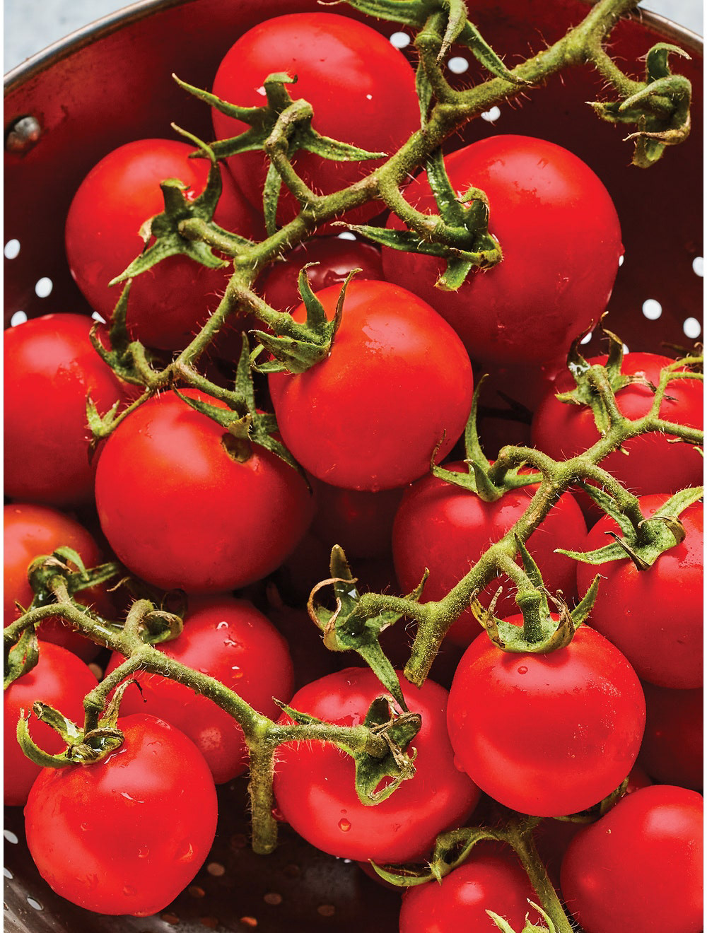 Gardener's Delight Cherry