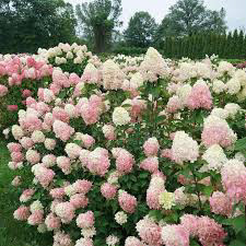 Hydrangea Lime Light