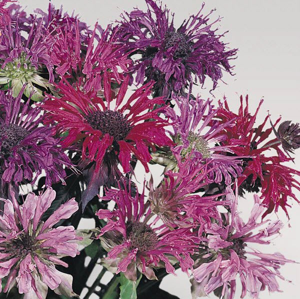 Bee Balm (Monarda) Panorama