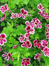 Citronella - Scented Geranium