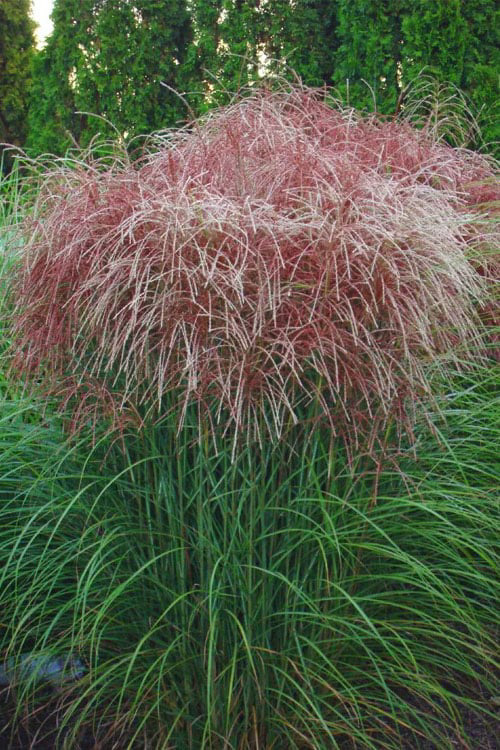 Grass Miscanthus Huron Sunrise Maiden