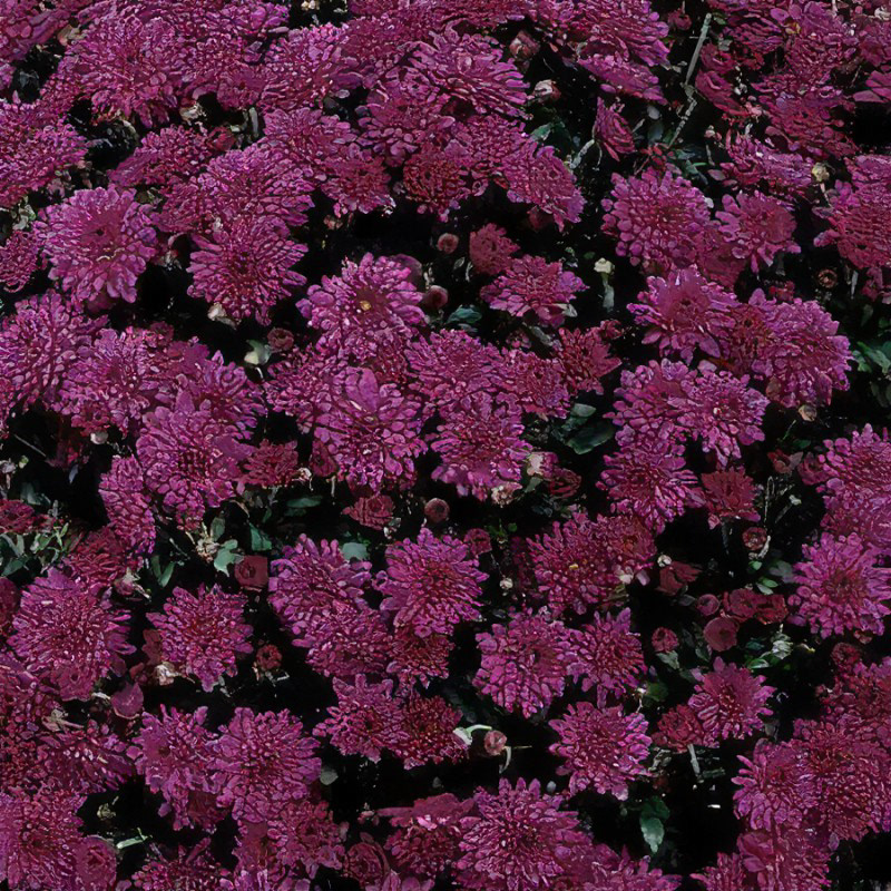 Koko Purple Deco Gediflora