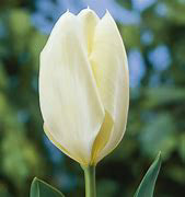 Tulip Purssima
