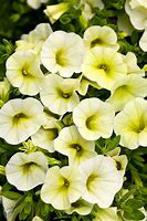 Yellow Chiffon
