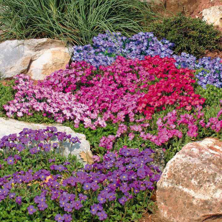 Aubrieta Rock Cress