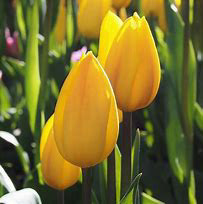Tulip Kikomachi