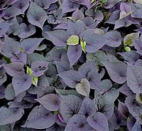 Impomea Sidekick Black Sweet Potato Vine