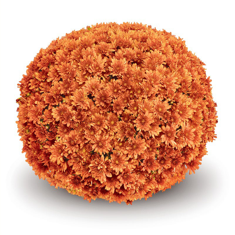 Arluno Orange Deco Gediflora