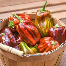 Sweet Candy Cane Red