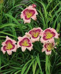 Daylily Raspberry Ruffles