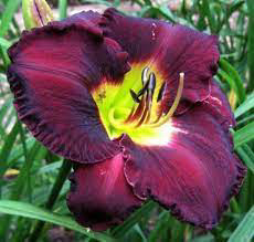 Daylily Black Ambrosia