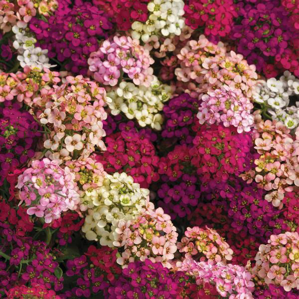 Alyssum Easter Bonnet Mix