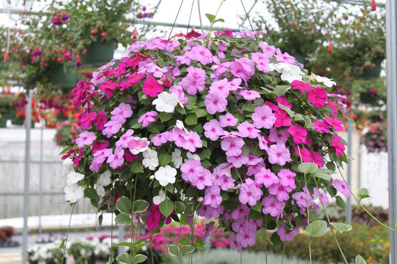 Impatiens Mixes