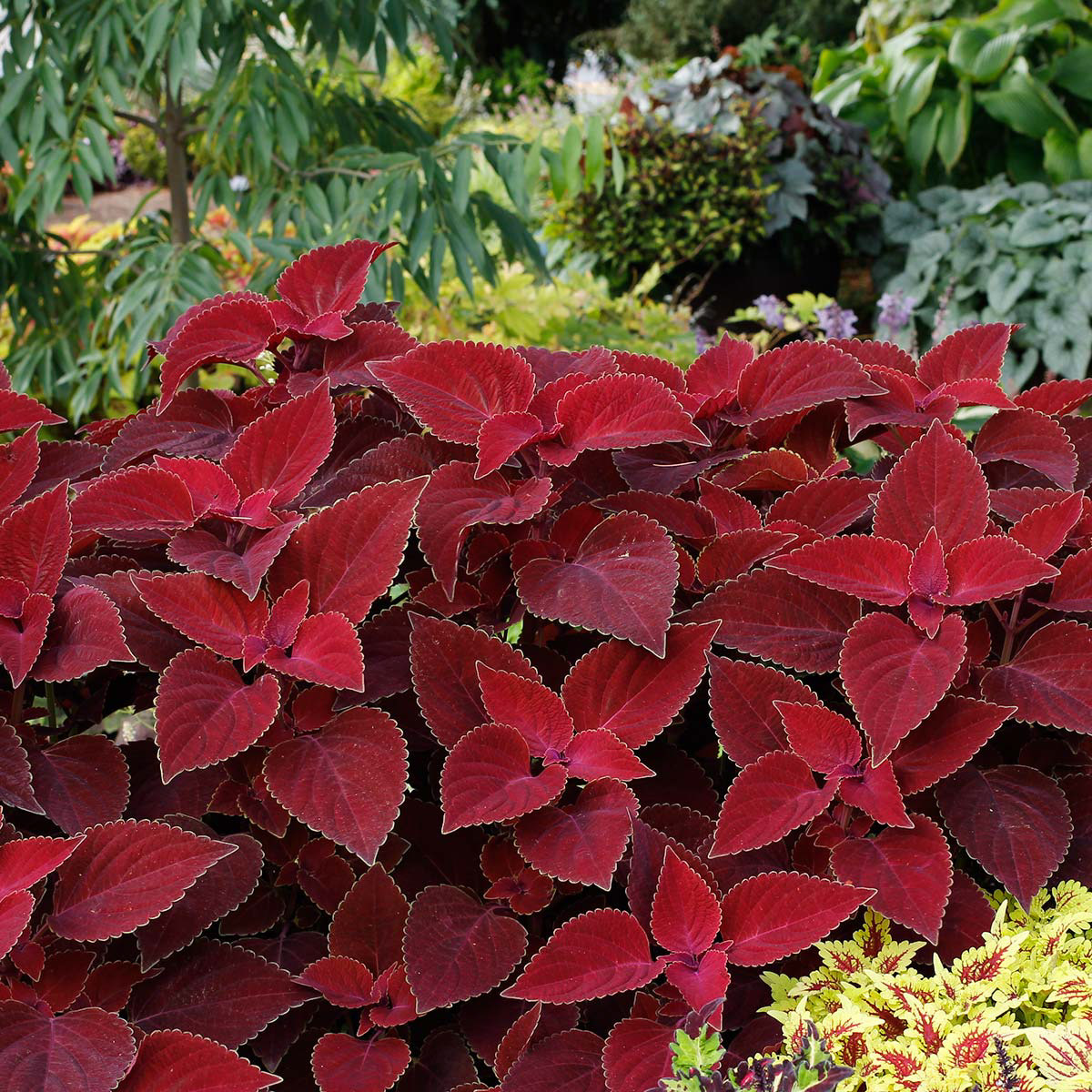 Coleus Valentine
