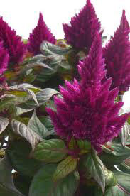 Celosia Purple
