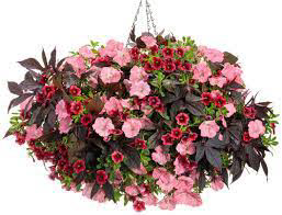 Cherry~ade PW